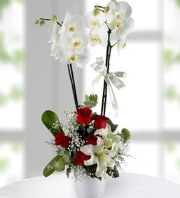 2li Beyaz Orkide Arajmanı