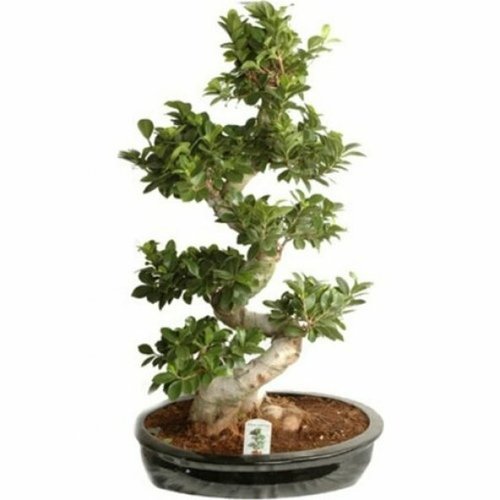 Jumbo 110 cm Bonsai  Ağacı