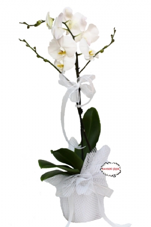 Tekli Beyaz Phalenopsis Orkide
